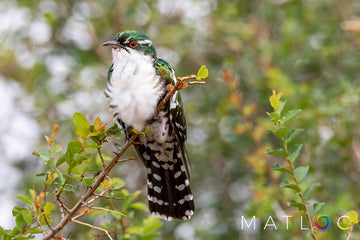 Diederik Cuckoo