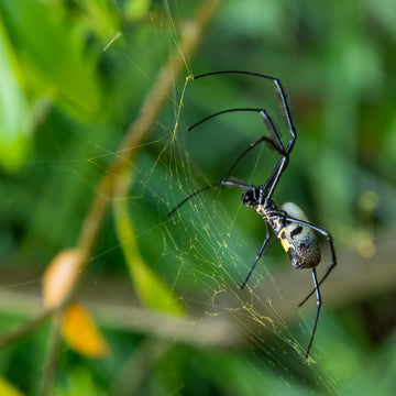 Golden Orb Web Spider