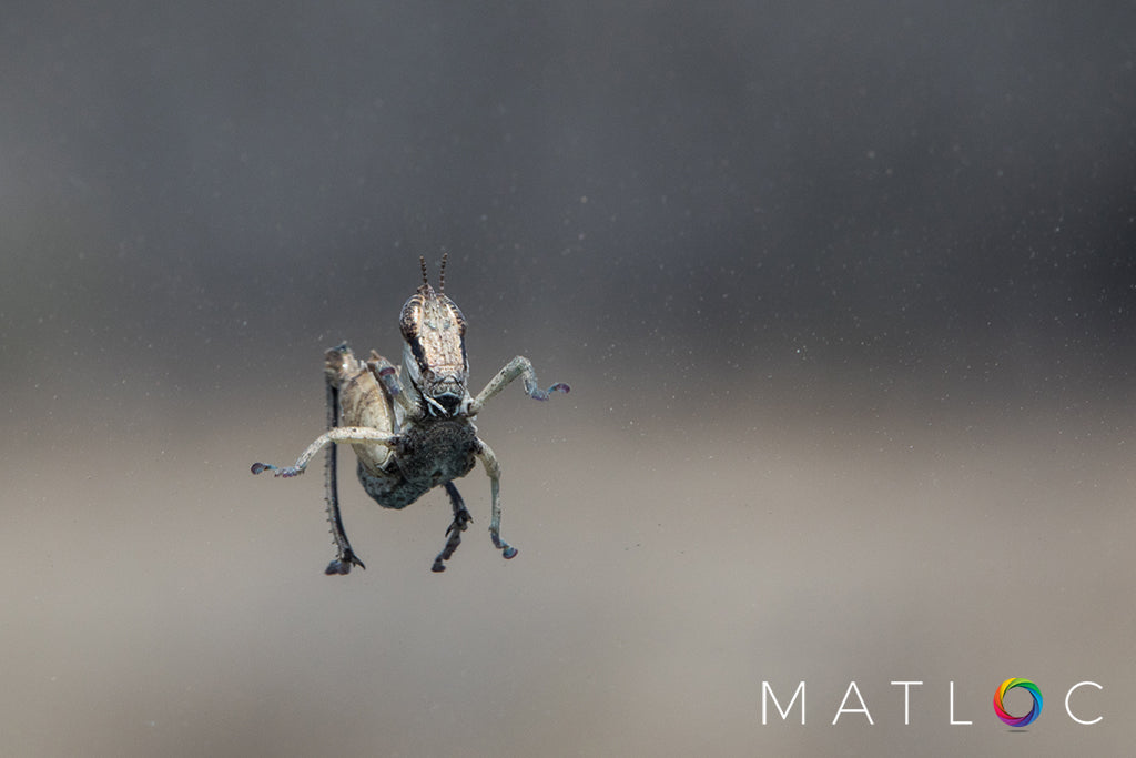 Grasshopper on a Window