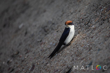 Swallow on a Dam Wall