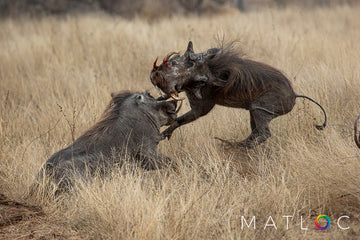 Warthog Brawl