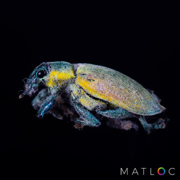 Weevil