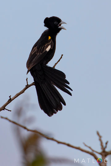 Widowbird